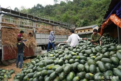 農(nóng)民賣(mài)不出,市民吃不起,水果滯銷(xiāo)到底因?yàn)樯?